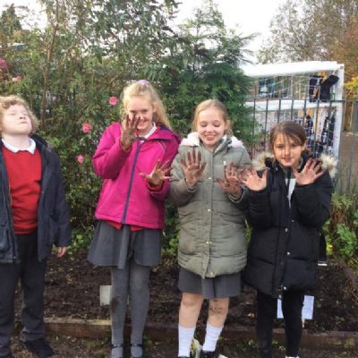 Year 6 enjoying a spot of gardening! We have weeded our allotment and planted some spring bulbs.