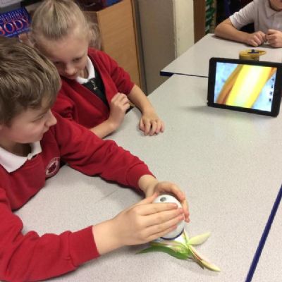 Beech class have been learning about how flowers use pollination to reproduce.