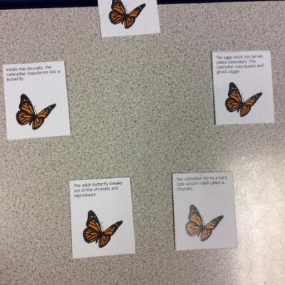 We worked in small groups to sort the life cycles of different animals that had become muddled up into the correct order.
