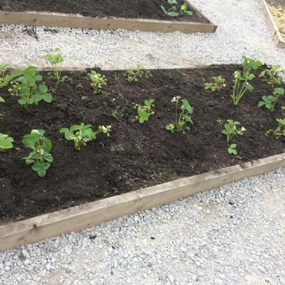 Classes 3, 4 and 5 planted strawberries.
