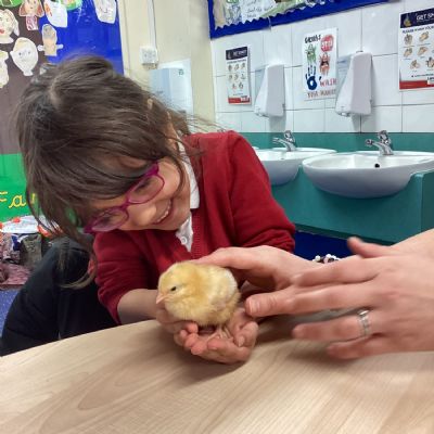 Meeting the Chicks